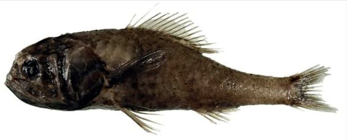 Melamphaes longivelis_02.jpg